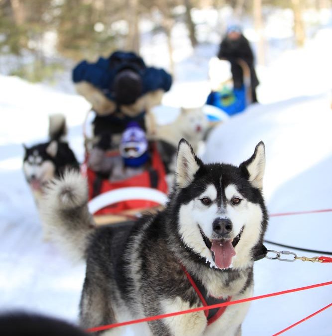 Amélioration de la performance en marketing international